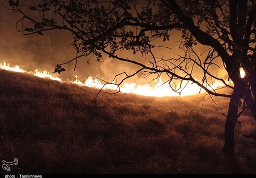 ‌‌روایت تصویری نگران‌کننده از مرگ درختان بلوط در دمچنار