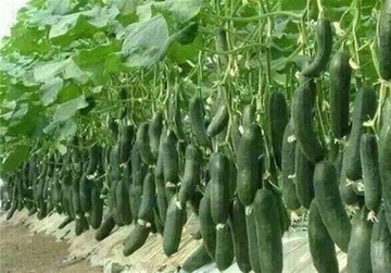  طرح مجتمع‌های گلخانه‌ای  خراسان جنوبی باید هرچه زودتر وارد فاز عملیاتی شود 
