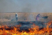 سالانه ۳۰ هزار هکتار زمین کشاورزی در شوشتر به آتش کشیده می‌شود