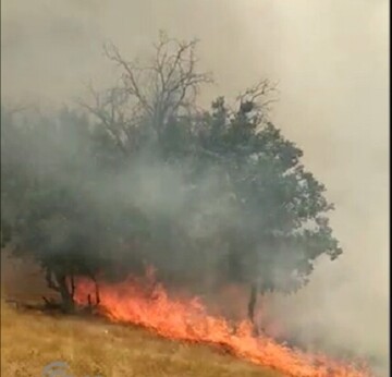 آخرین وضعیت آتش سوزی منطقه دمچنار شهرستان بویراحمد/ برآورد خسارات آتش سوزی