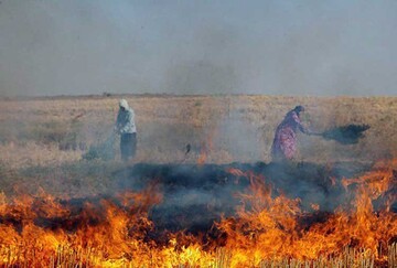 سالانه ۳۰ هزار هکتار زمین کشاورزی در شوشتر به آتش کشیده می‌شود
