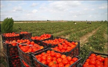 ۶هزارهکتار از اراضی کشاورزی قزوین به زیر کشت گوجه‌فرنگی رفت