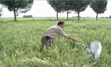 مبارزه با سن غلات در ۱۰۲هزار هکتار از اراضی کشاورزی قزوین انجام شد