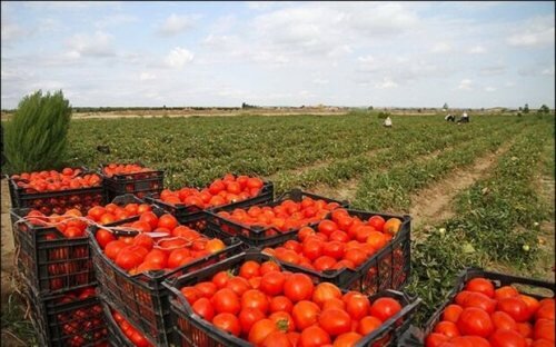 ۶هزارهکتار از اراضی کشاورزی قزوین به زیر کشت گوجه‌فرنگی رفت