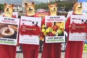 ببینید | جنبش ضد سگ‌خواری در کره جنوبی!