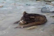 عکس | کشف لاشه یک قلاده خرس قهوه‌ای در کیاسر