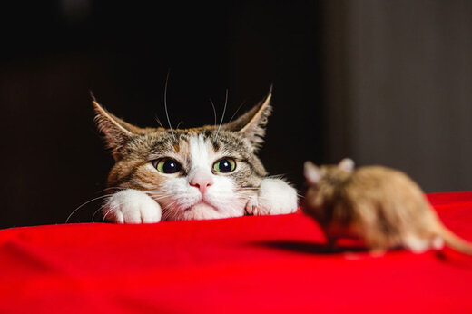 ببینید | بوکس بازی دو موش برای ترساندن گربه