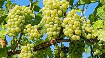 بیش از ۵۰۰ هزار تن انواع انگور در استان فارس تولید می‌شود 