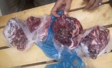 کشف وضبط اجزای لاشه یک راس بز وحشی در بروجرد