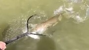 ماهی آدم نمایی که مرد مالزیایی از رودخانه صید کرد!