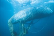 ببینید | گرفتاری نهنگ غول پیکر در تور ماهیگیری