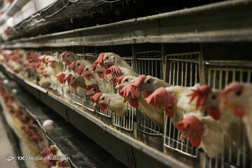 قیمت مرغ به هر کیلو ۱۷ هزار و ۵۰۰ تومان رسید
