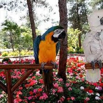 آنفولانزای فوق حاد پرندگان به باغ پرندگان تهران رسید؟