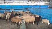 هشدارهای جدی درباره ذبح دام در عید قربان/ گوشت قربانی را ۲۴ ساعت در یخچال قرار دهید
