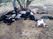 تلف شدن تعداد ۳۵ رأس گوسفند در پی بارندگی و رعد و برق در بخش سوق کهگیلویه