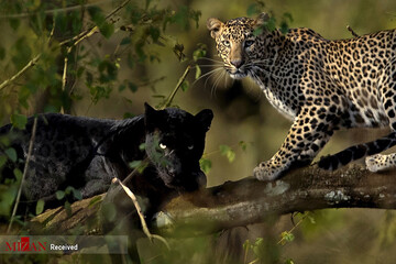 عکس | پلنگ سیاه نادر و کمیاب در جنگل‌های هند