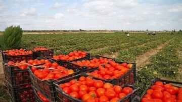 برداشت گوجه فرنگی از مزارع قزوین آغاز شد