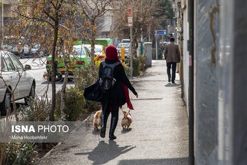 حیوانات خانگی زیر تیغ جراحی زیبایی/ بوتاکس سگ و گربه ۱.۵ میلیون تومان

