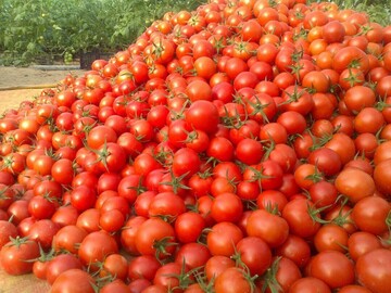 پیش‌بینی برداشت ۲۵۳هزار تن گوجه‌فرنگی در آذربایجان‌غربی