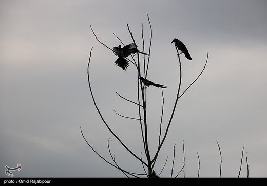 همنشینی زباله و ساحل در کلاچای گیلان