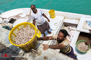 تصاویر | زندگی ماهی‌گیران اسکله بحرکان