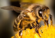 ببینید | تاکتیک دفاعی زنبورها برای حفاظت از ملکه