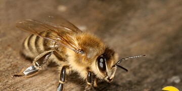 توضیحاتی درباره ادعای درمان کرونا با «نیش زنبور عسل»
