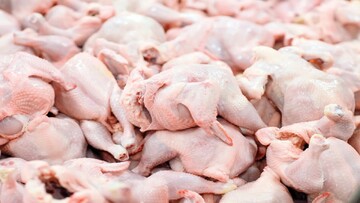 ۵۰۰۰ تن مرغ از محل ذخایر به بازار عرضه می‌شود