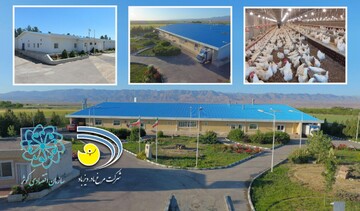 احیای مرغ آرین و ورود مجدد این سویه بومی در بازار به همت سازمان اقتصادی کوثر
