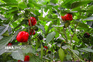 کشت گلخانه‌ای برای صادرات