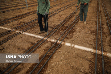 کشت گلخانه‌ای برای صادرات