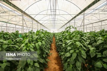 تصاویر | گلخانه‌ای برای صادرات 