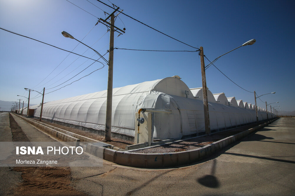 کشت گلخانه‌ای برای صادرات