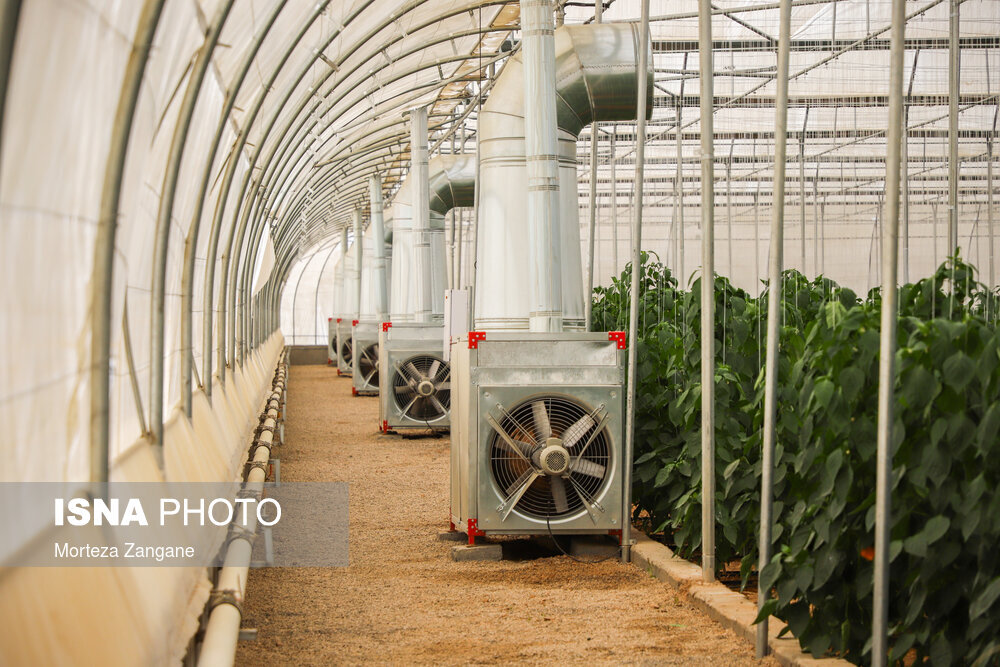 کشت گلخانه‌ای برای صادرات