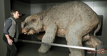 بقایای جانور عظیم‌الجثه ۲۵ میلیون ساله در استرالیا یافت شد!