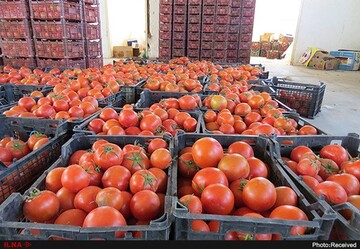 ورود گوجه‌فرنگی از سایر استان‌ها به شهر ارومیه ممنوع شد