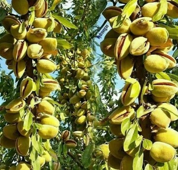 زنجیره تولید بادام در استان تکمیل می‌شود