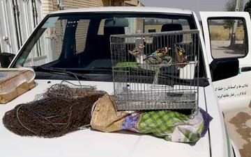 متخلف حرفه‌ای صید پرندگان در دام محیط بانان گرفتار شد