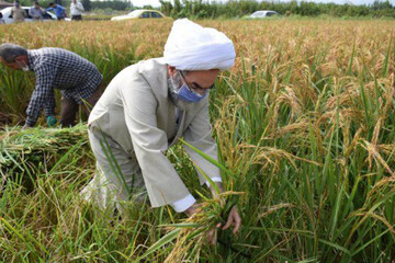 ببینید | دروی دستی برنج توسط آیت الله فلاحتی در شالیزارهای فومن
