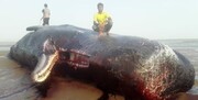 نهنگ ۲۰ تنی در ساحل سیریک به گل نشست/ تصاویر