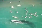 ببینید | نهنگ جلوی بچه اش بی خیال شکار شد!