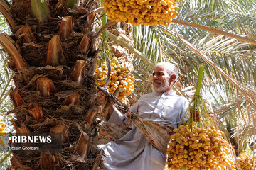 تصاویر | برداشت رطب از نخلستان‌های شادگان   