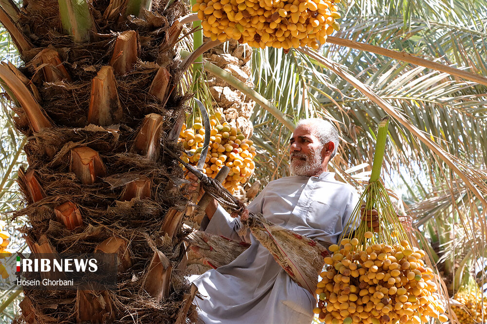 برداشت رطب از نخلستان‌های شادگان