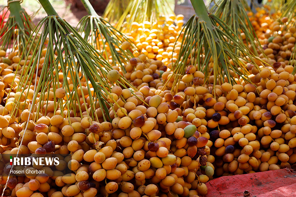 برداشت رطب از نخلستان‌های شادگان