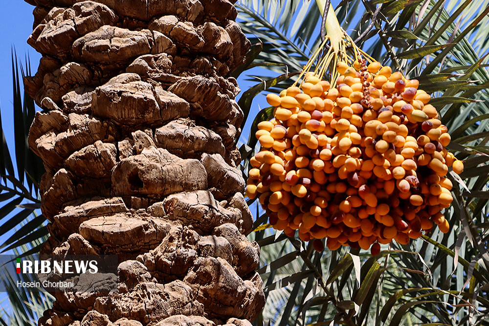 برداشت رطب از نخلستان‌های شادگان