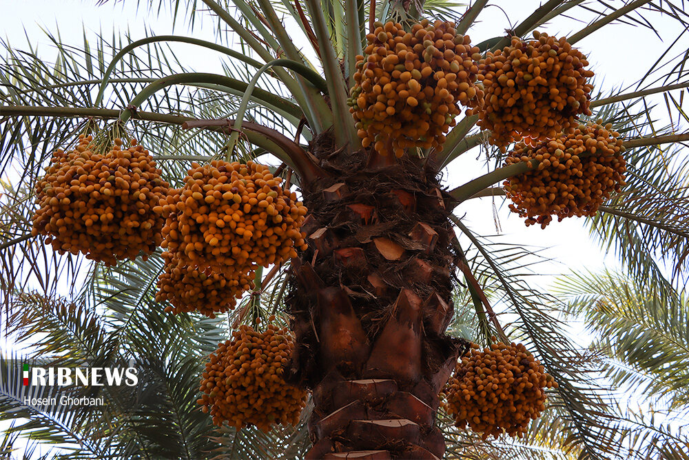 برداشت رطب از نخلستان‌های شادگان