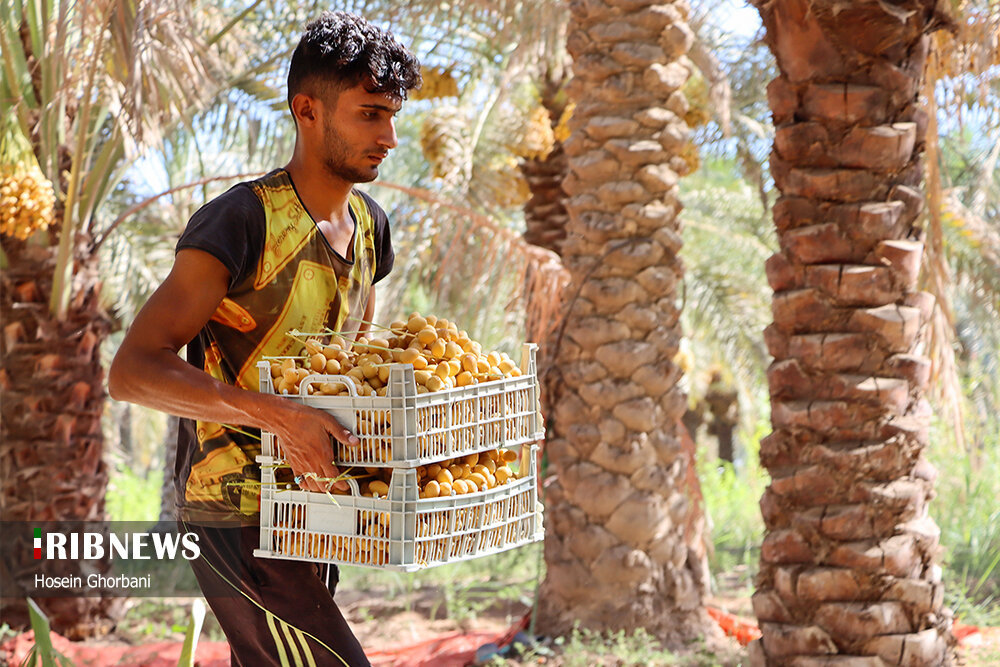 برداشت رطب از نخلستان‌های شادگان