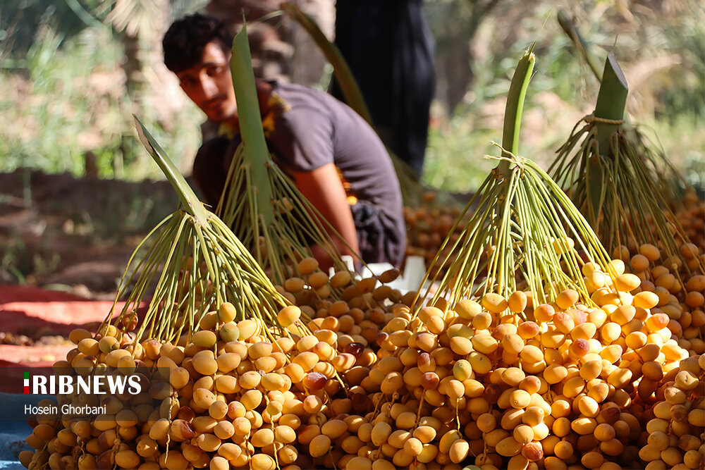 برداشت رطب از نخلستان‌های شادگان