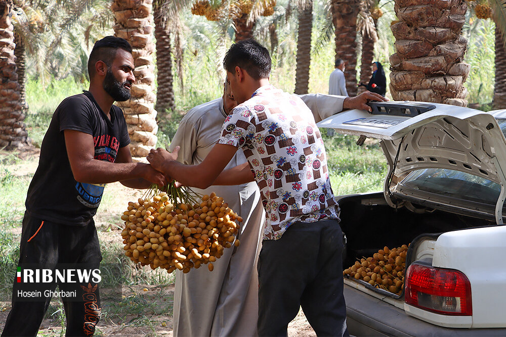 برداشت رطب از نخلستان‌های شادگان