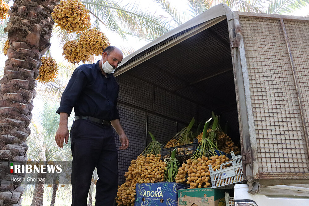 برداشت رطب از نخلستان‌های شادگان